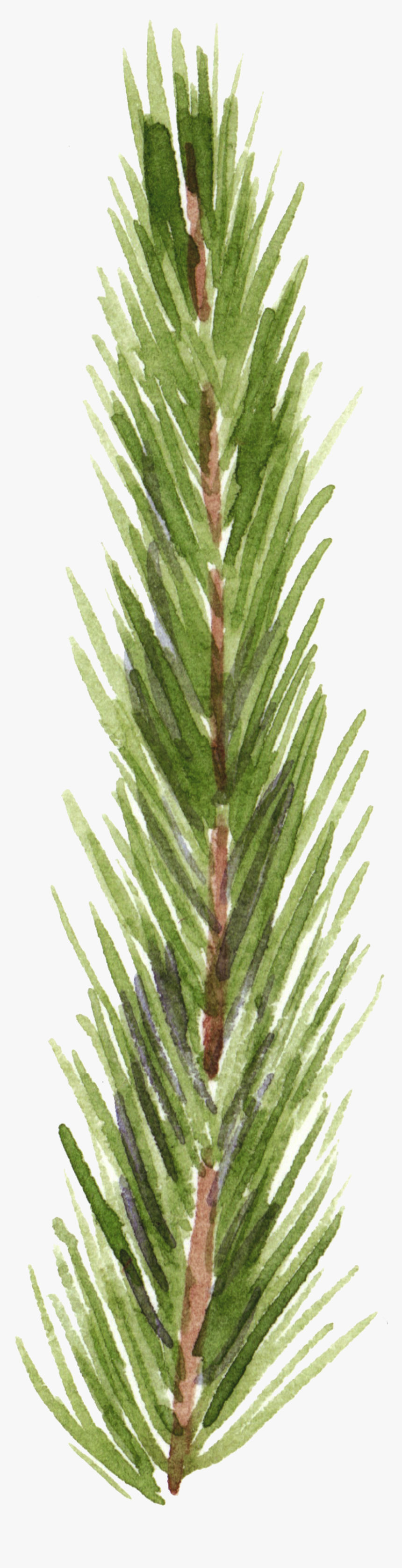 Hand Painted Realistic Pine Branches Transparent Decorative - Redwood, HD Png Download