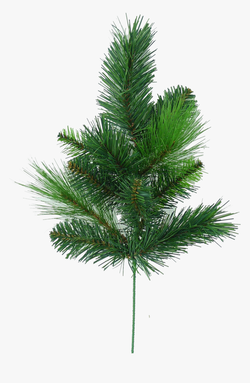 Pond Pine, HD Png Download