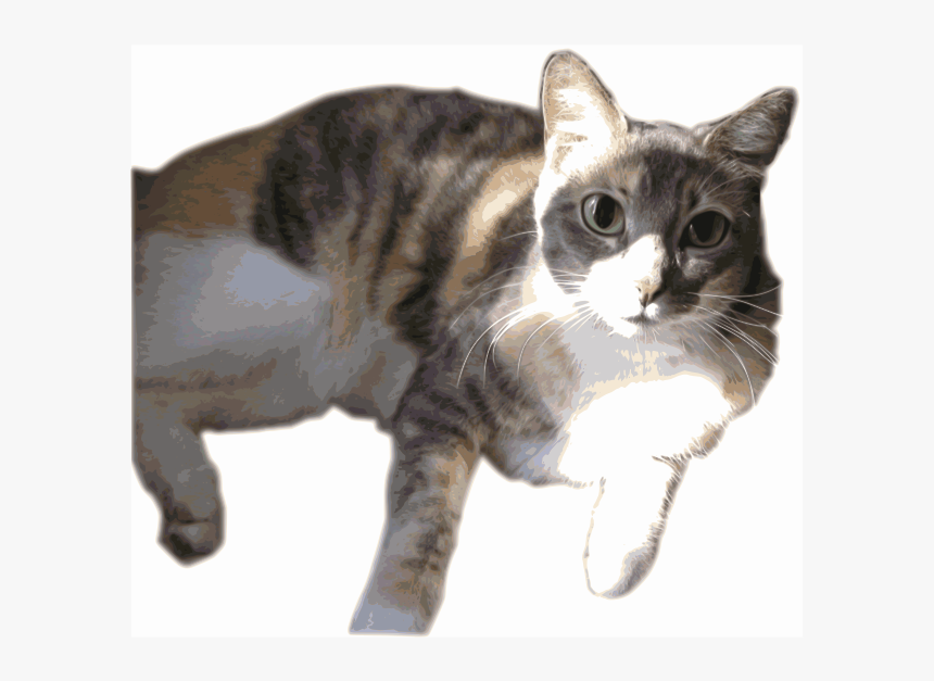 Daphne, The Calico W/ Anime Eyes - Transparent Calico Cat Png, Png Download