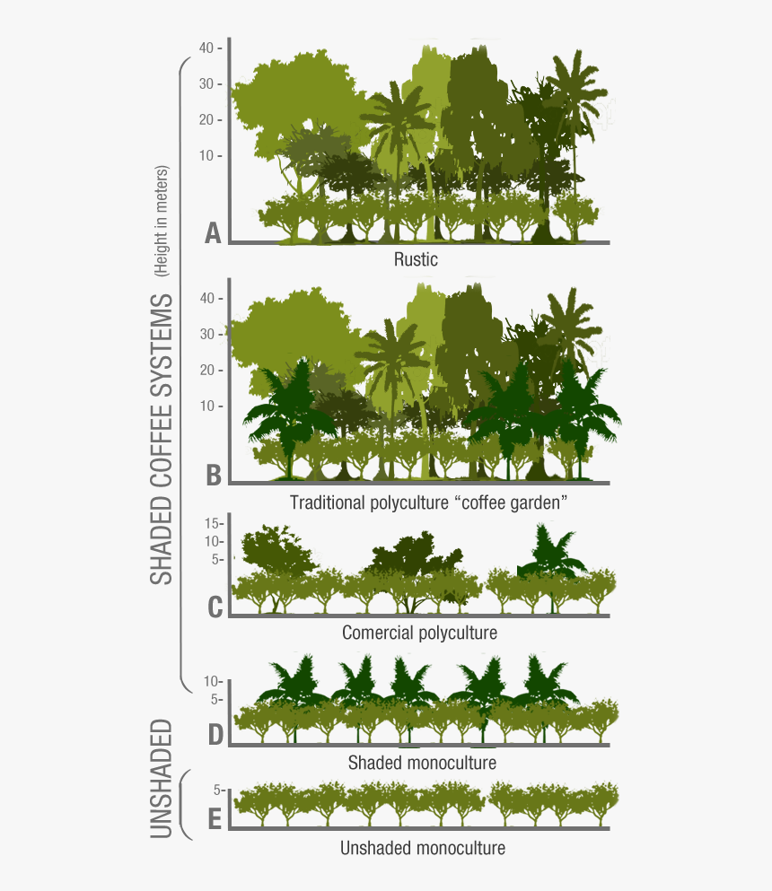 Shade Grown Coffee, HD Png Download