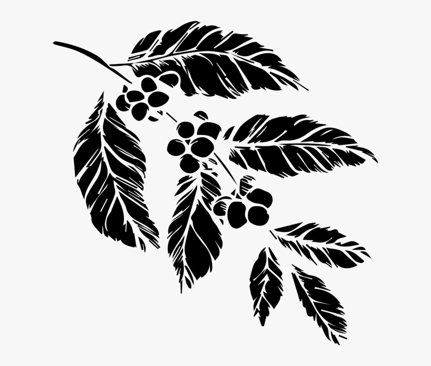 Coffee Fruit-01, HD Png Download