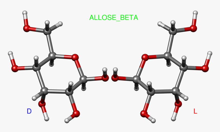 Allose, HD Png Download
