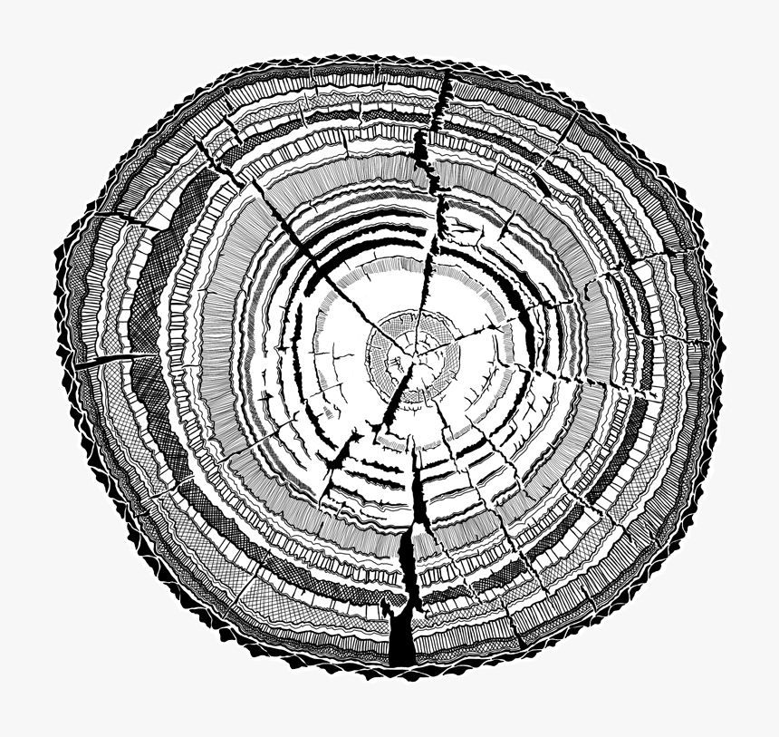 Bark Drawing Mbuti - Black And White Tree Ring Transparent, HD Png Download
