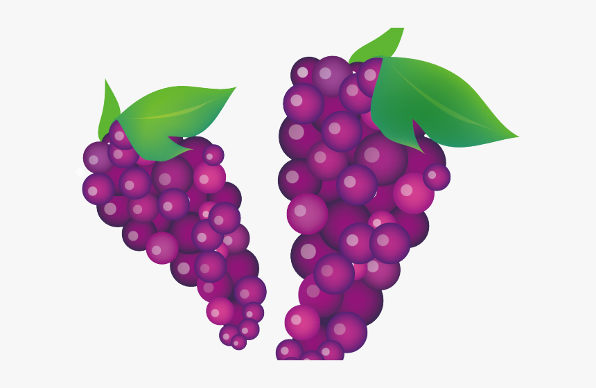 Grape Clipart Violet - Grapevine Clipart, HD Png Download