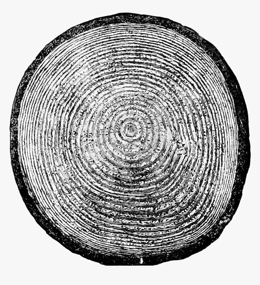 Growth Rings, HD Png Download