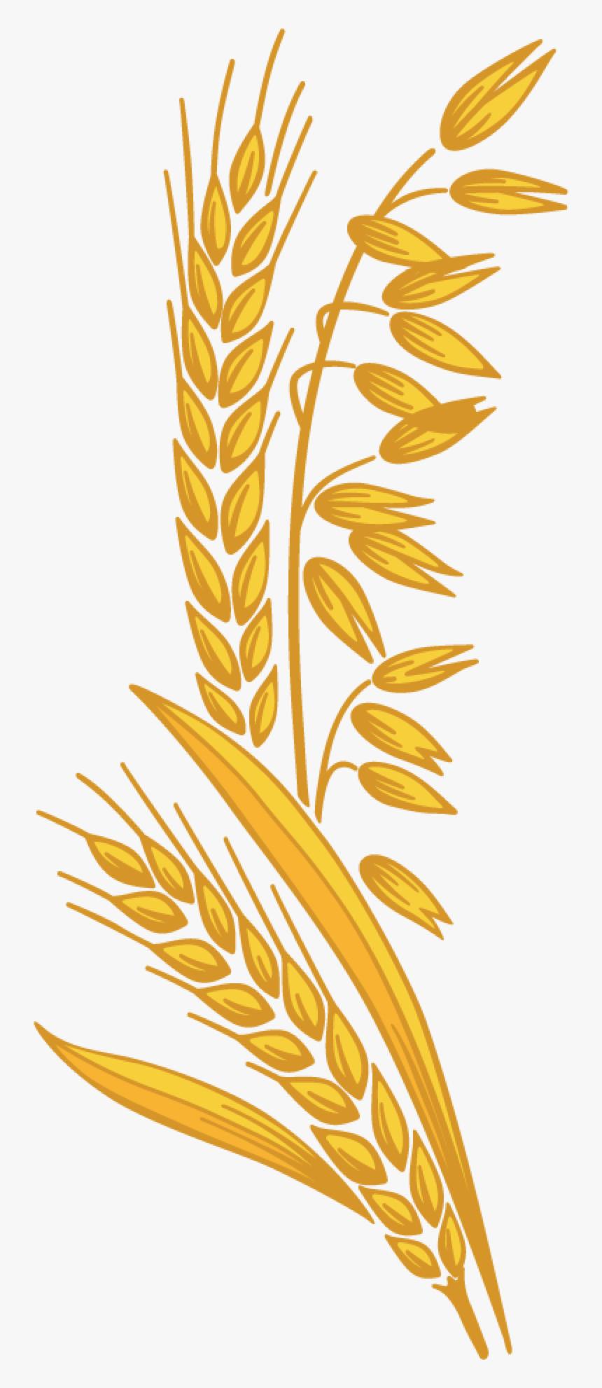 Grain Clipart Fiber - Fibre Clipart, HD Png Download