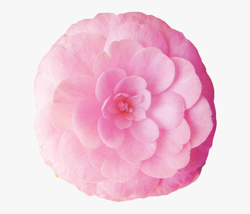 Thank You To @angelicshiver For The Lovely Photo ❤️ - Transparent Flowers, HD Png Download