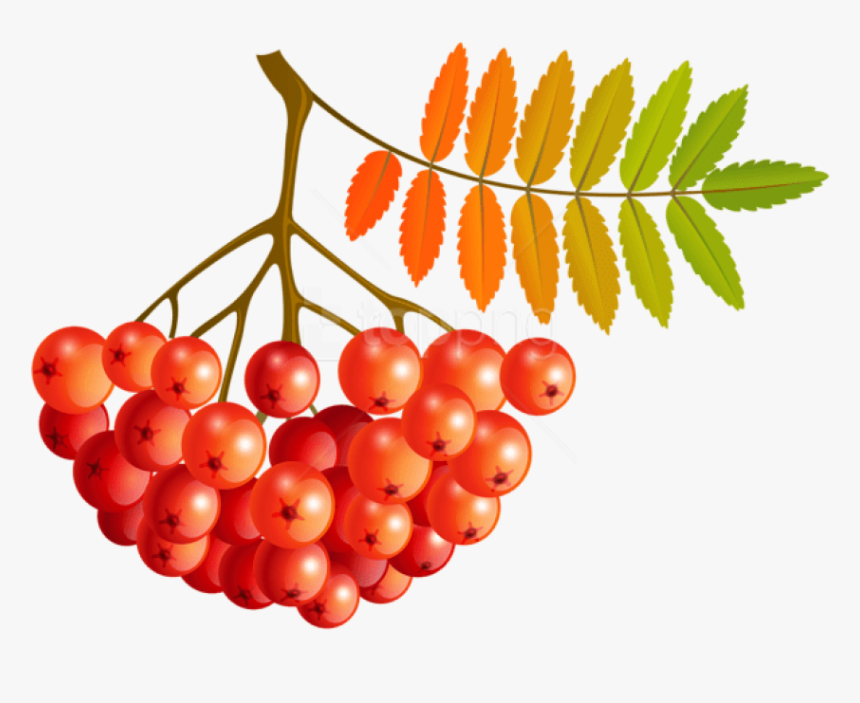 Free Png Download Fall Mountain Ash Fruits Clipart - Mountain Ash Clipart, Transparent Png