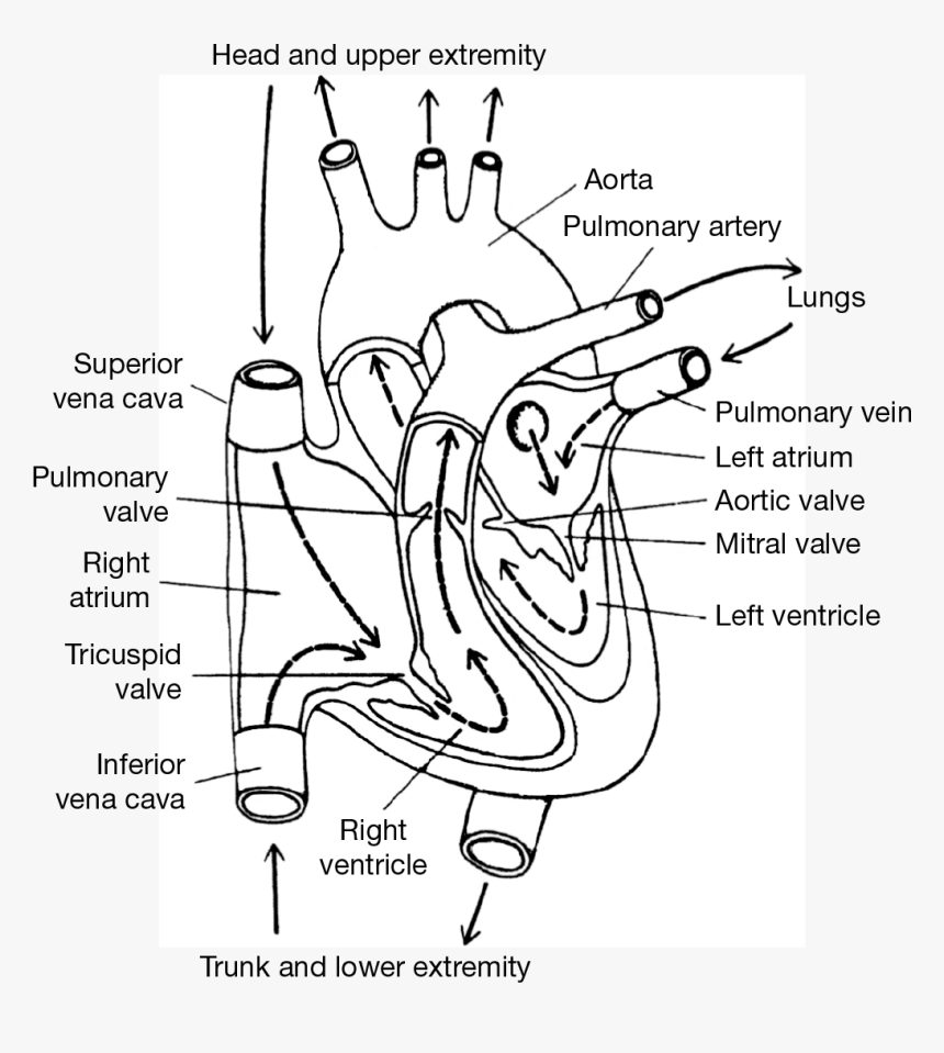 Line Art, HD Png Download