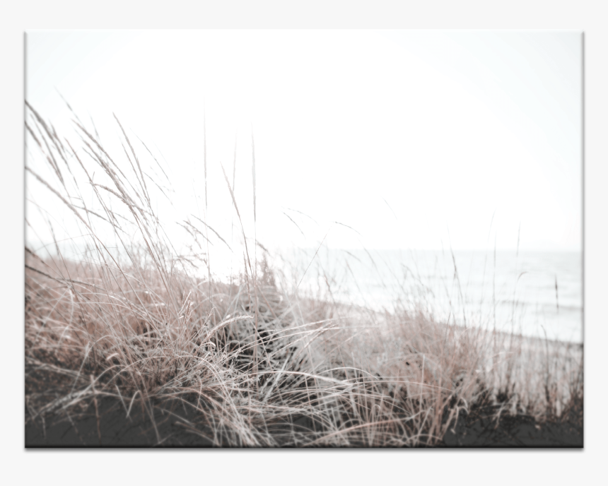 Grass, HD Png Download