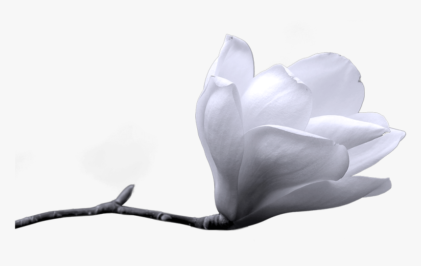 Flower - White Winter Flower Png, Transparent Png
