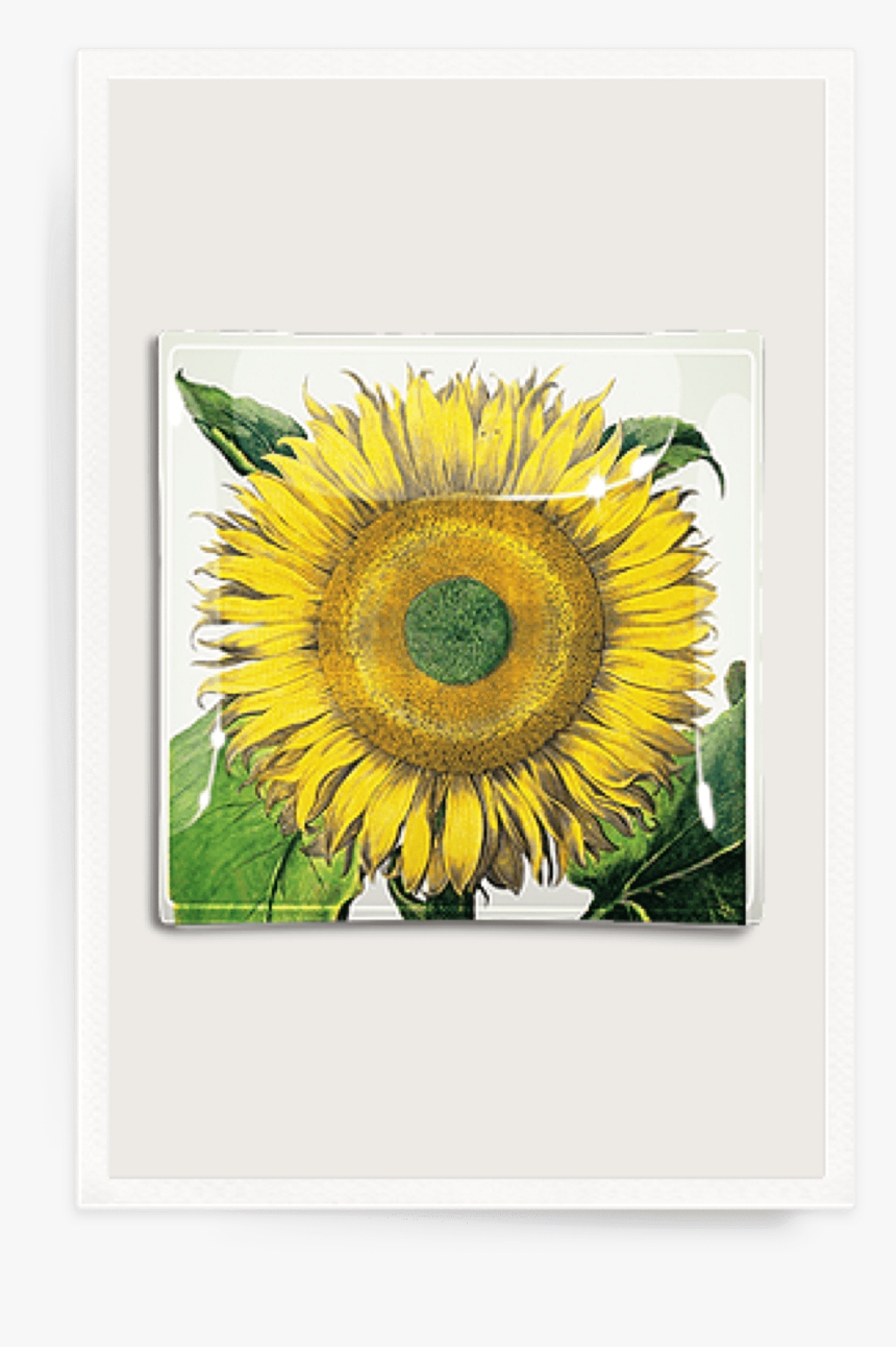 Sunflower No - Botanical Illustration Flos Solis Maior, HD Png Download