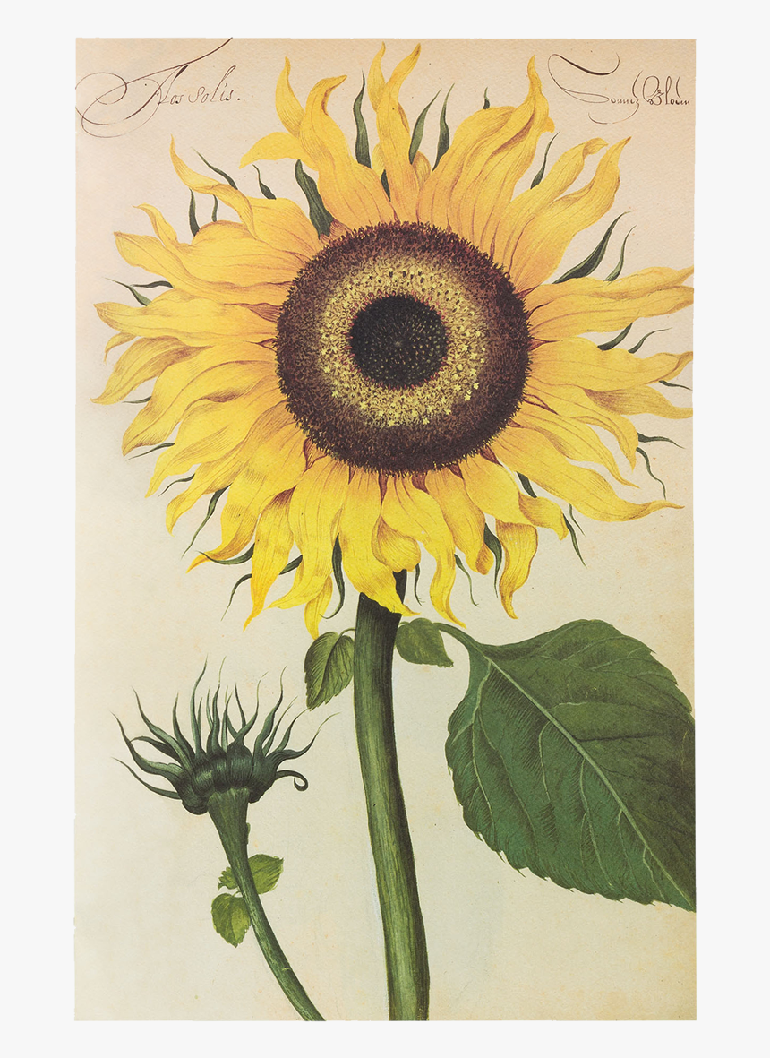 Picture Of Sunflower Flower Plates De Geest - Erbario Girasole, HD Png Download