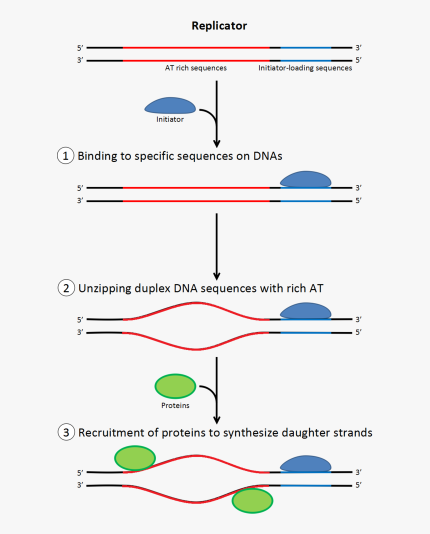 Dna Clipart Dna Replication - Initiation De La Replication, HD Png Download