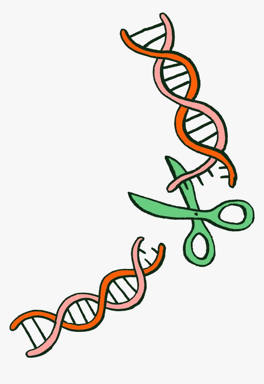 Gmos Exchange Of Dna, HD Png Download
