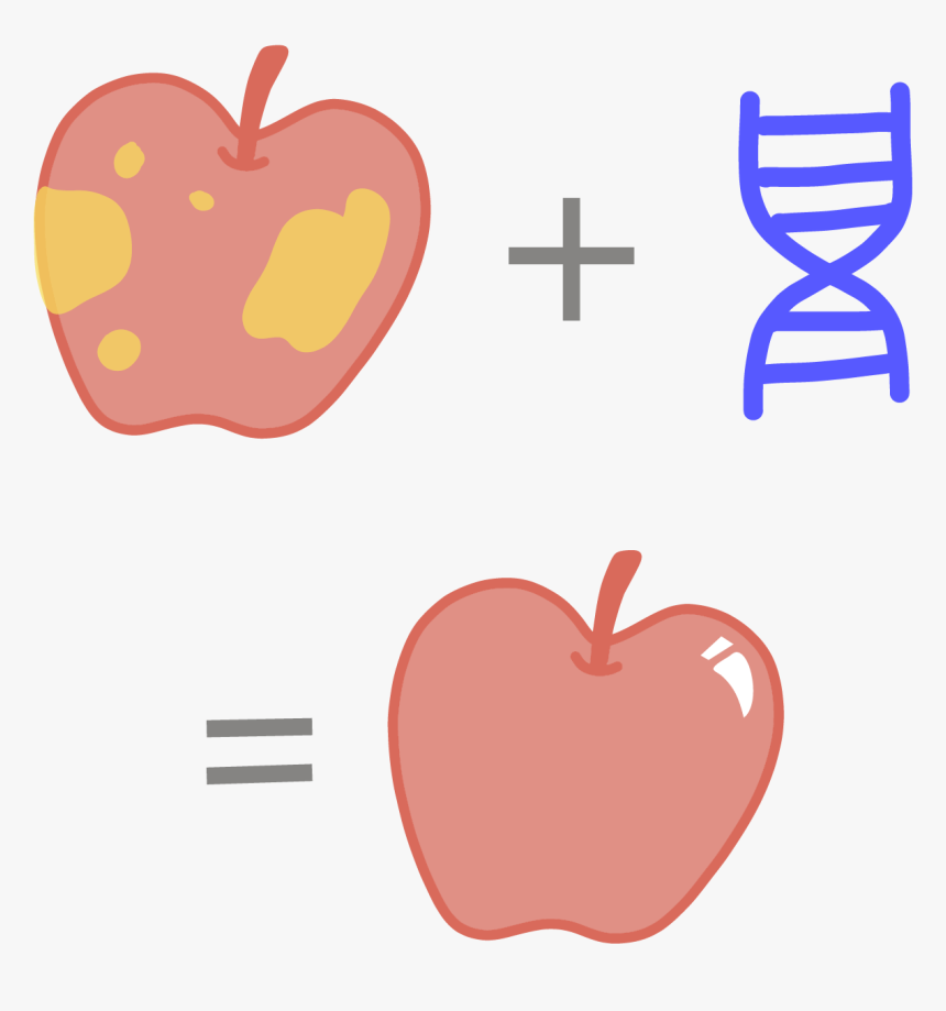 Image Of A Genetically Modified, Rotting Apple That - Genetically Modified Gmo, HD Png Download