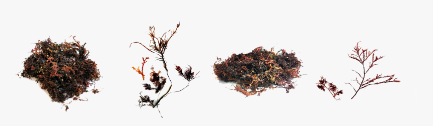 Image - Hornwort, HD Png Download