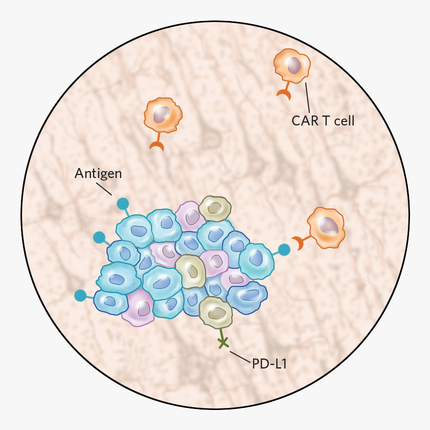 Circle, HD Png Download