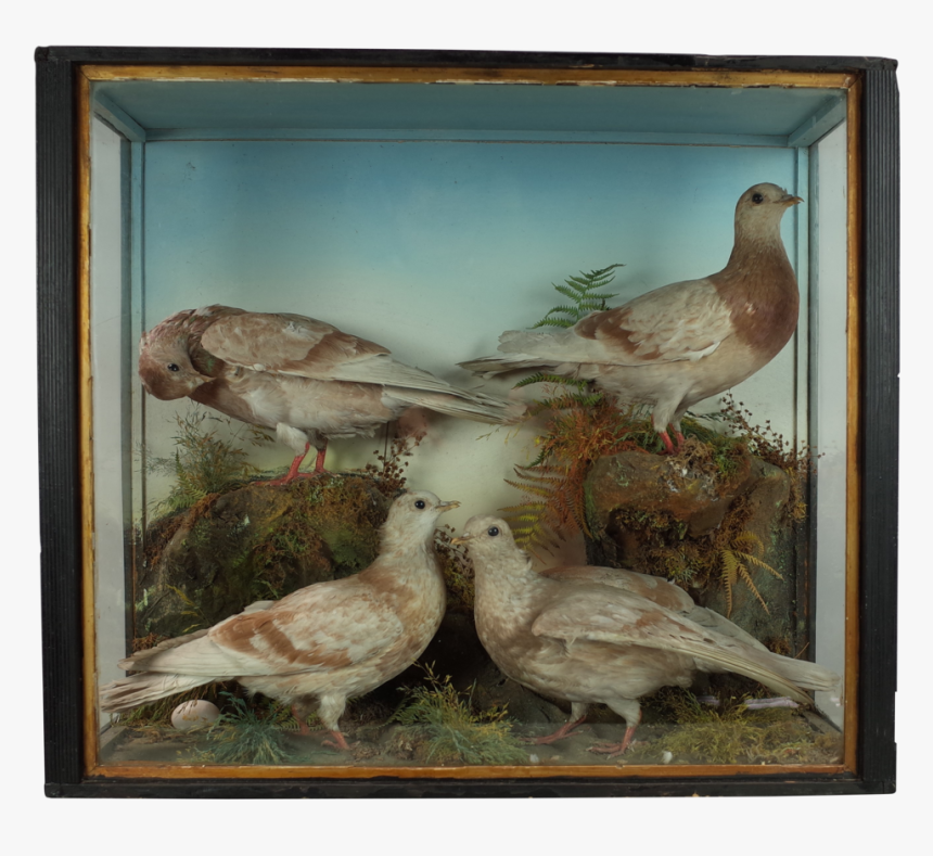 Shorebird, HD Png Download