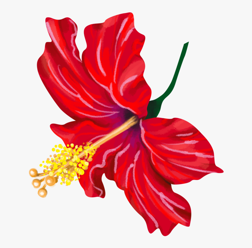 Chinese Hibiscus Clipart , Png Download - Chinese Hibiscus, Transparent Png