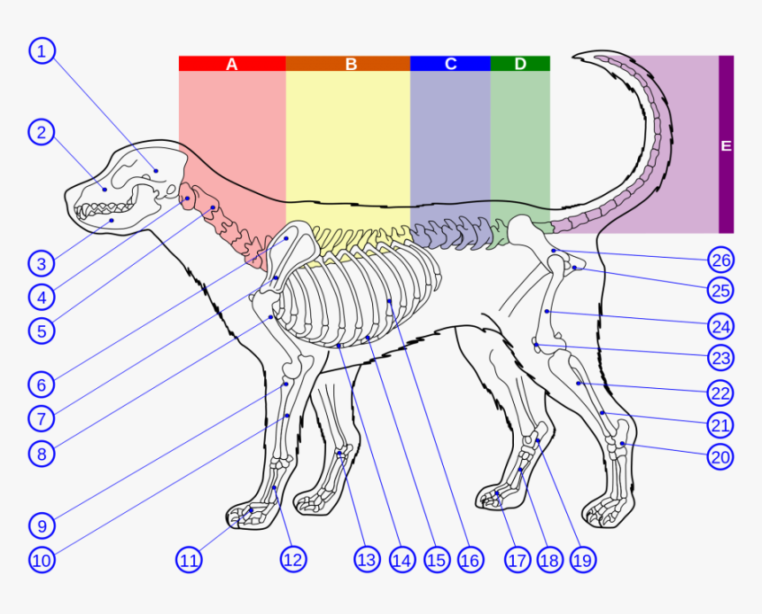 Dog Lumbar Vertebrae Numbers, HD Png Download