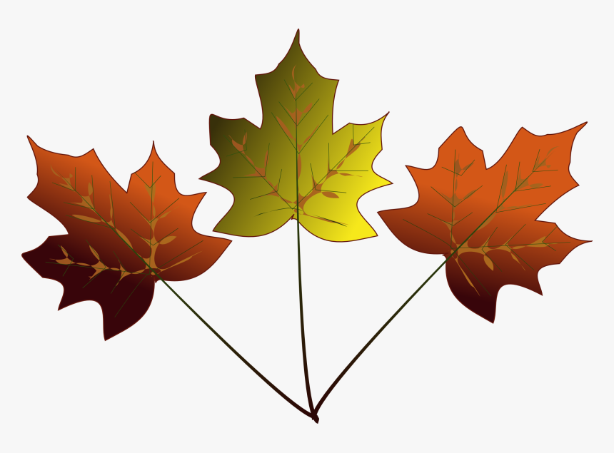 3 Maple Leaves, HD Png Download