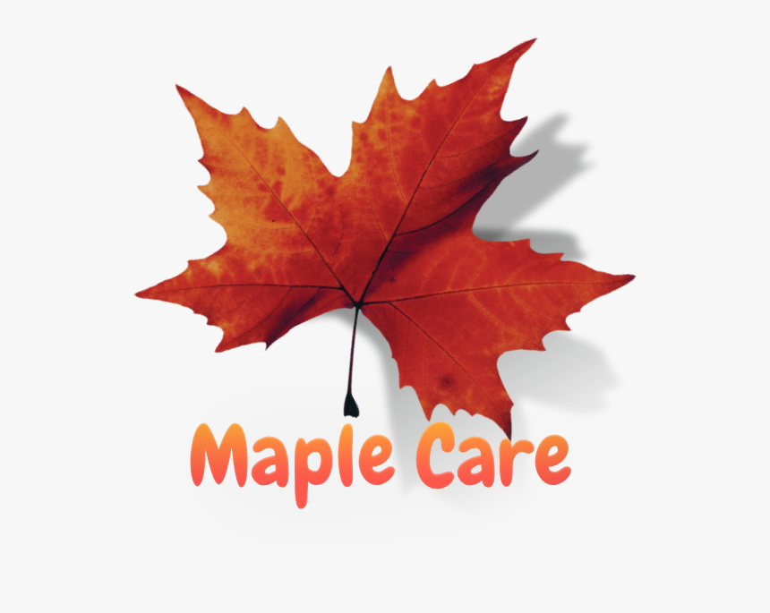Com Massage Spa In Dubai - Maple Leaf, HD Png Download