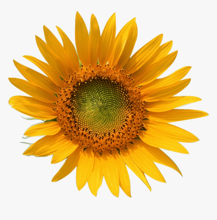 Yellow Sun Flower , Png Download - Girasol Y Abeja Png, Transparent Png