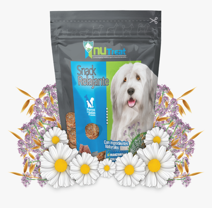 Coton De Tulear, HD Png Download