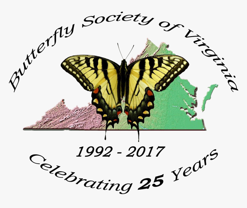 Butterfly Bush Png, Transparent Png