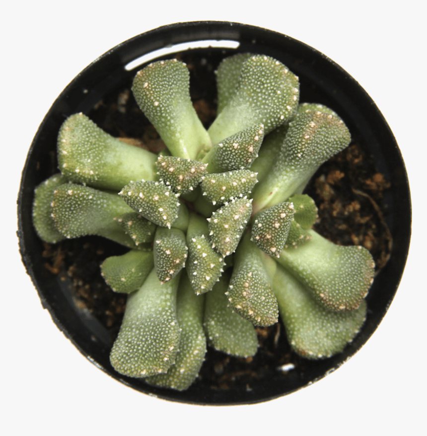 Weberocereus, HD Png Download