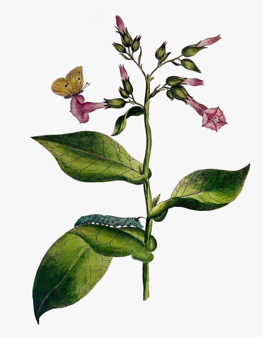 Tobacco Plant - Acianthera Pectinata, HD Png Download