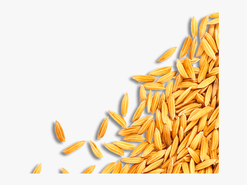 Arroz En Cascara Png, Transparent Png