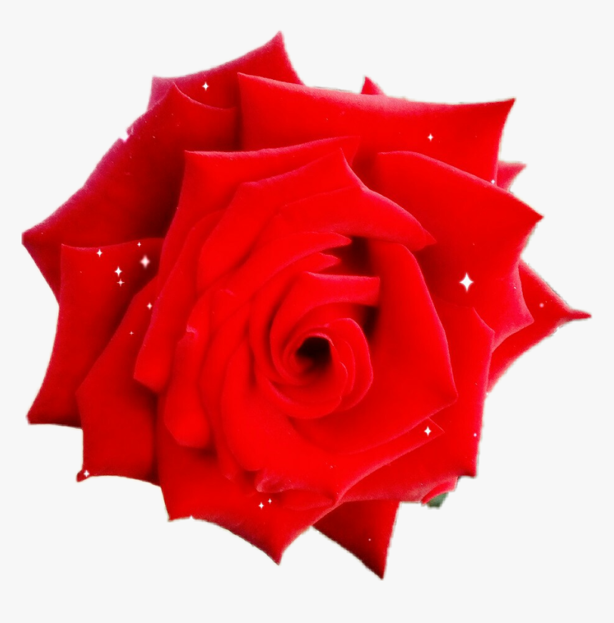 #rose #garden #rosa #roses #rosas #red #plants #photography - Floribunda, HD Png Download