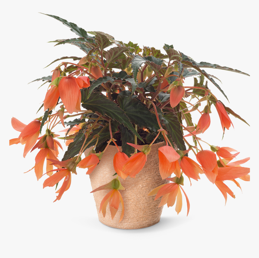 Pac® Begonia Sunbrero Salmon Sold Out - Houseplant, HD Png Download