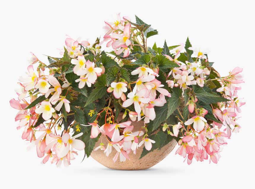 Pac® Begonia Sunbrero Soft Pink Sold Out - Begonia, HD Png Download