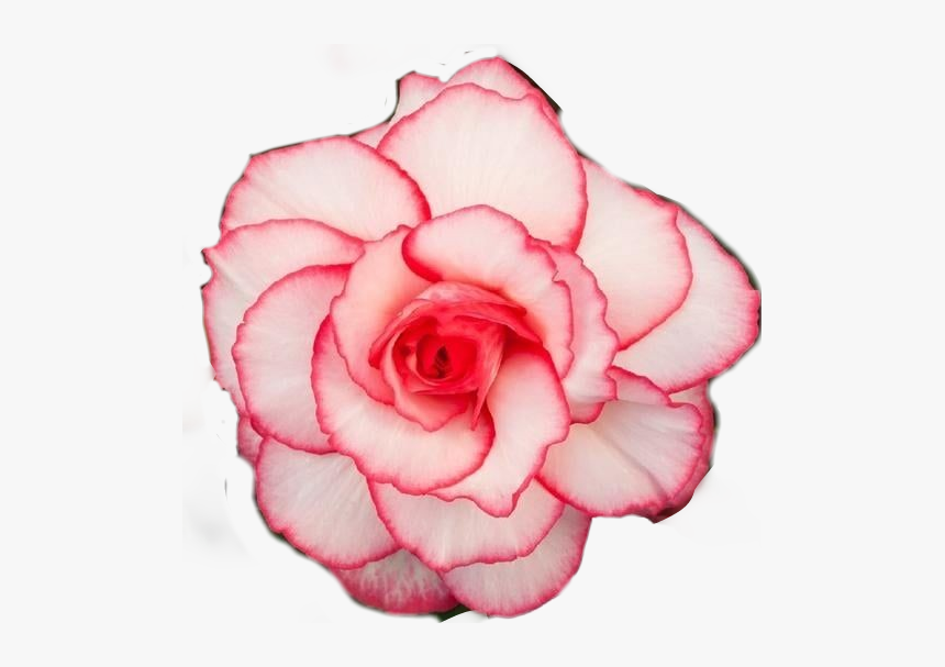 #begonia #rose #belleza #flores🌸 #flor #stile #picsartstickers - Garden Roses, HD Png Download