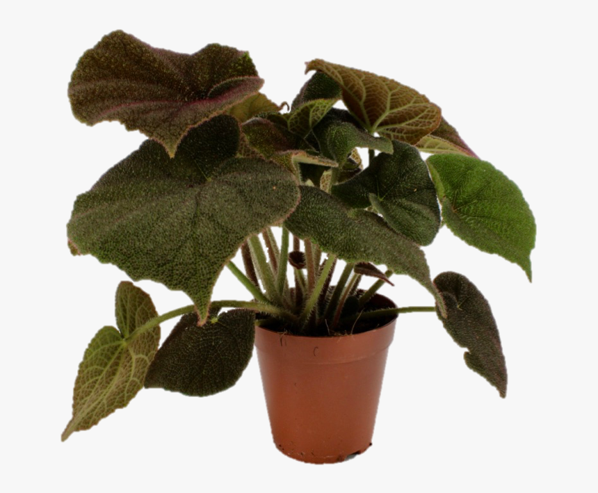 Houseplant, HD Png Download
