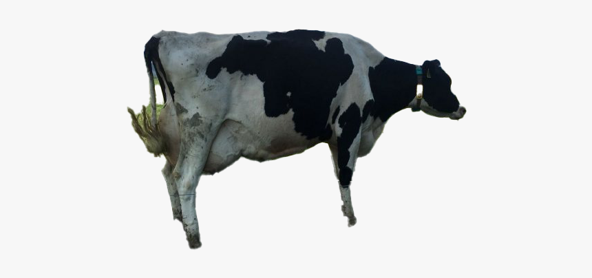 Cow Png Clipart - Dairy Cow, Transparent Png