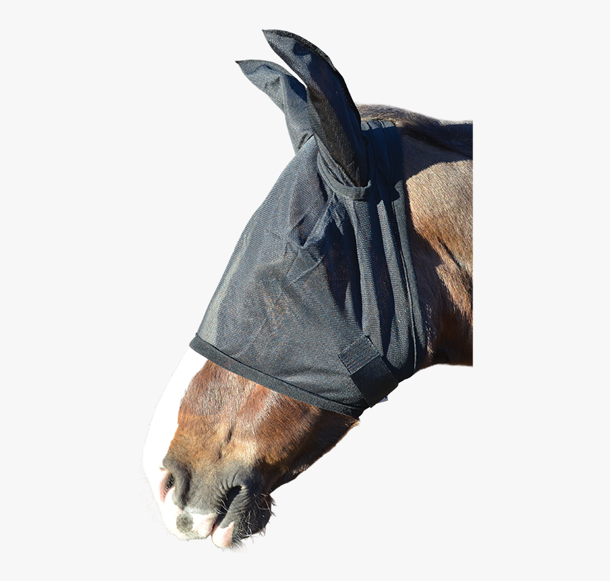 Vampire Bat, HD Png Download