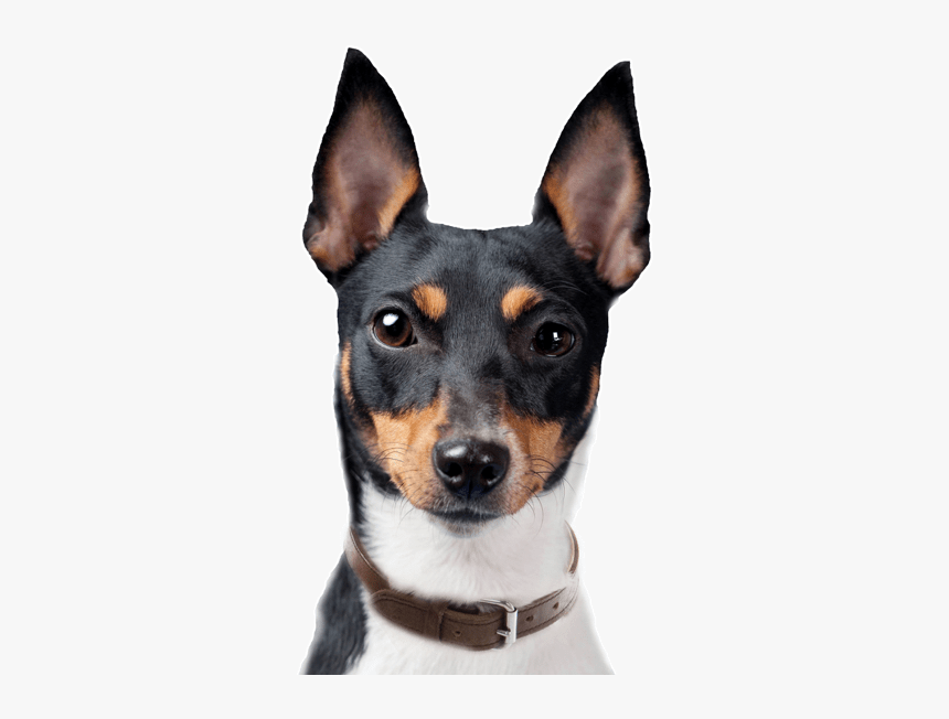 Toy Fox Terrier, HD Png Download