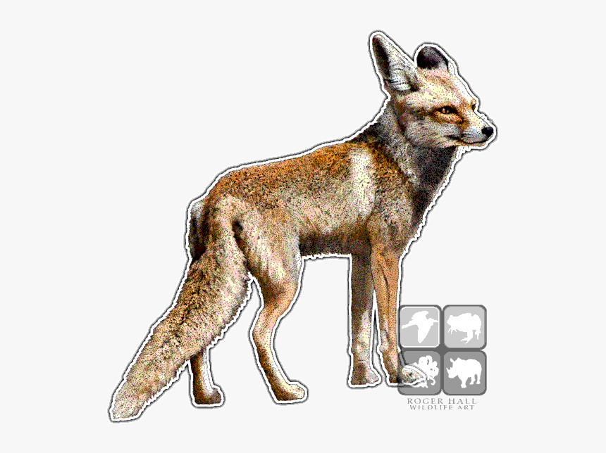 Fauna Of Arabian Peninsula, HD Png Download