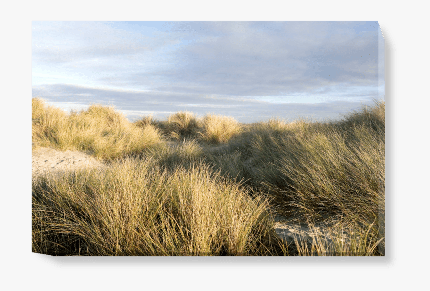 Grass, HD Png Download