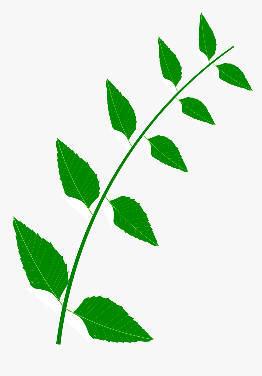 Bitter Leaf Png, Transparent Png