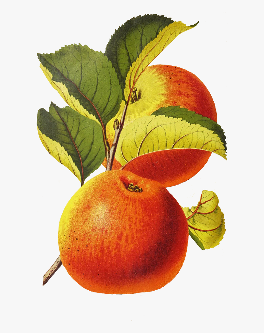 Apples With Leaves Drawing Png - Fruit, Transparent Png