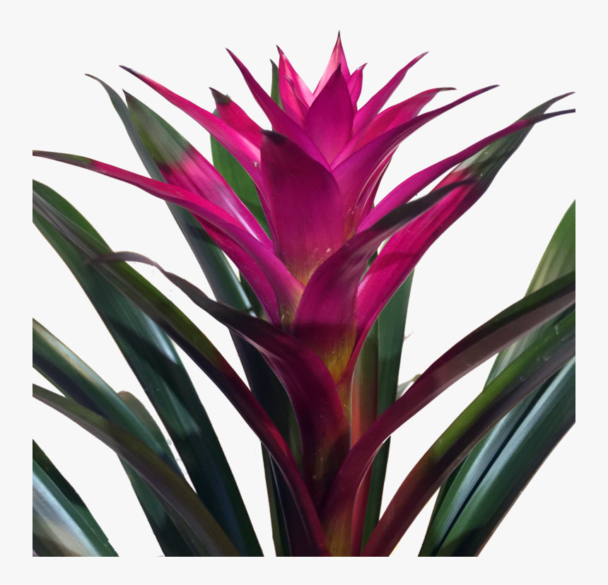 Transparent Potted Plants Png - Bromeliads, Png Download