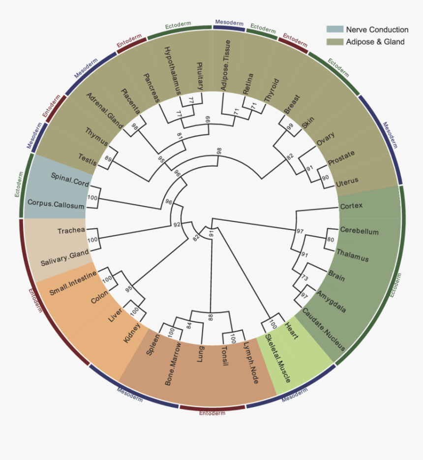 Illustration, HD Png Download