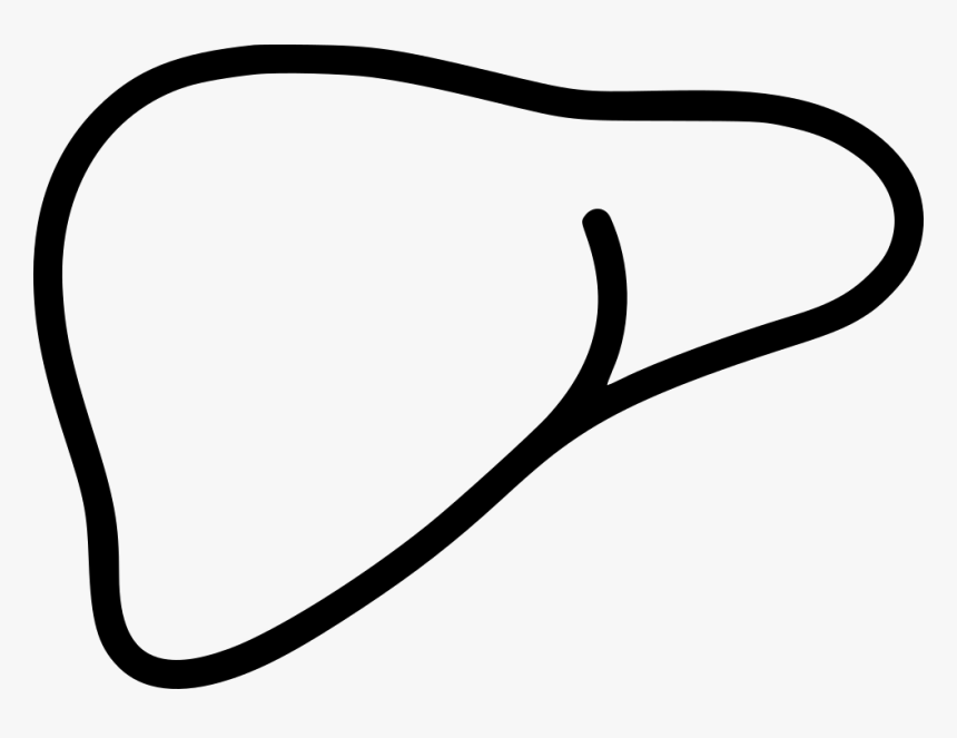 Liver Clipart Anatomy, HD Png Download