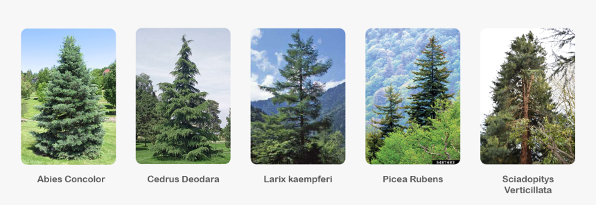 Shortleaf Black Spruce, HD Png Download