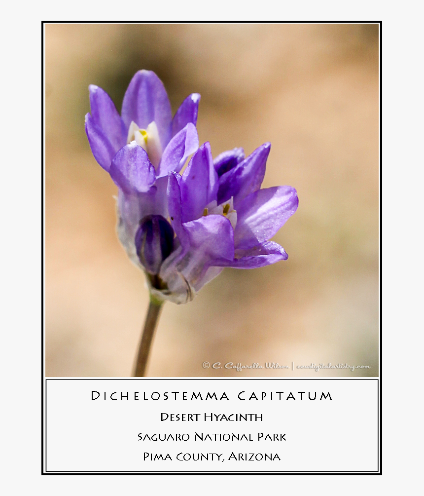 Swft20 Desert Hyacinth - Snow Crocus, HD Png Download